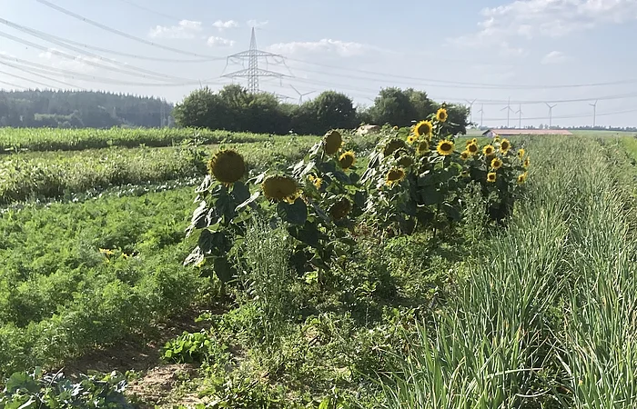 Feld mit Reihen von Sonnenblumen, Zwiebeln und anderem Gemüse unter blauem Himmel mit Stromleitung und Windrädern im Hintergrund.