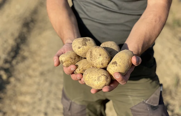 Person hält mehrere frisch geerntete, erdige Kartoffeln in beiden Händen vor dem Körper