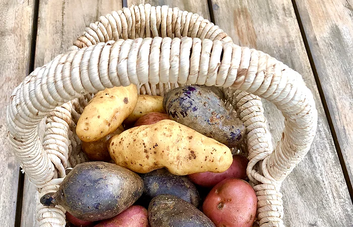 Korb mit verschiedenen Kartoffeln in Gelb, Rot und Blau auf Holztisch.