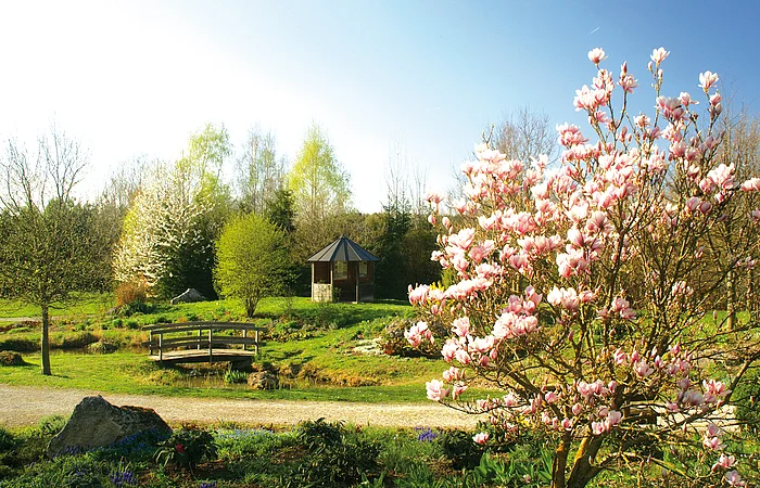 Park mit blühendem Magnolienbaum, kleiner Holzbrücke über Bach und Pavillon im Hintergrund bei Sonnenschein
