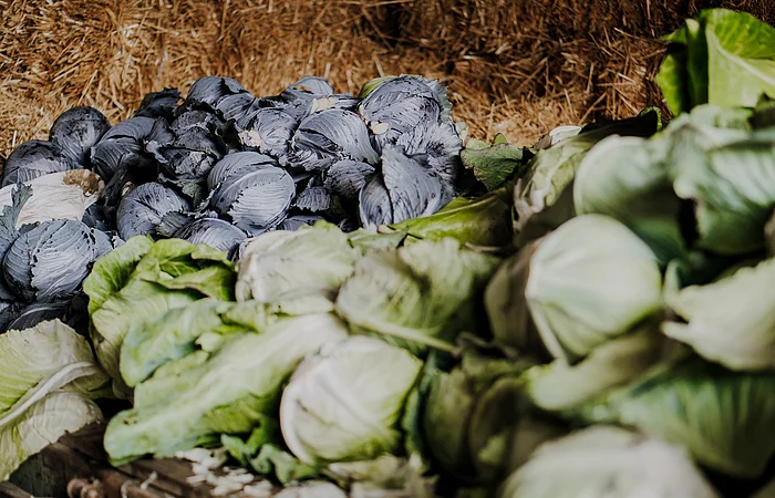 Mehrere grüne und violette Kohlköpfe liegen auf Stroh in einer Scheune.