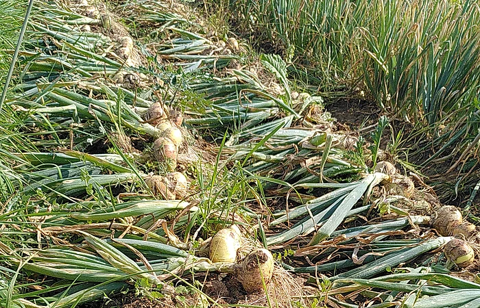 Reihen mit frisch geernteten Zwiebeln liegen auf einem Acker mit grünem Pflanzenbestand im Hintergrund.