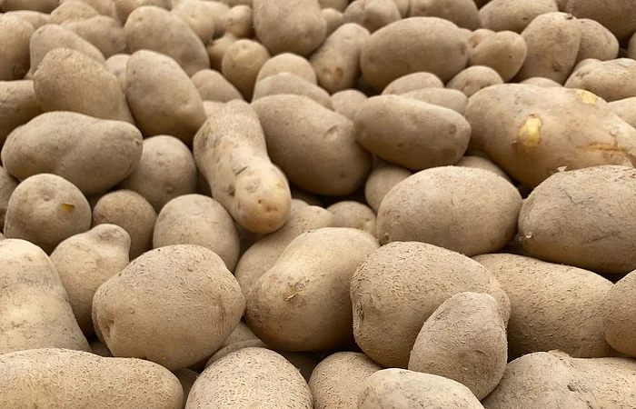 Nahaufnahme von vielen ungewaschenen Kartoffeln in einer Holzkiste.