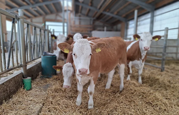 Mehrere braun-weiße Kälber mit Ohrmarken stehen in einem Stall auf Strohboden.