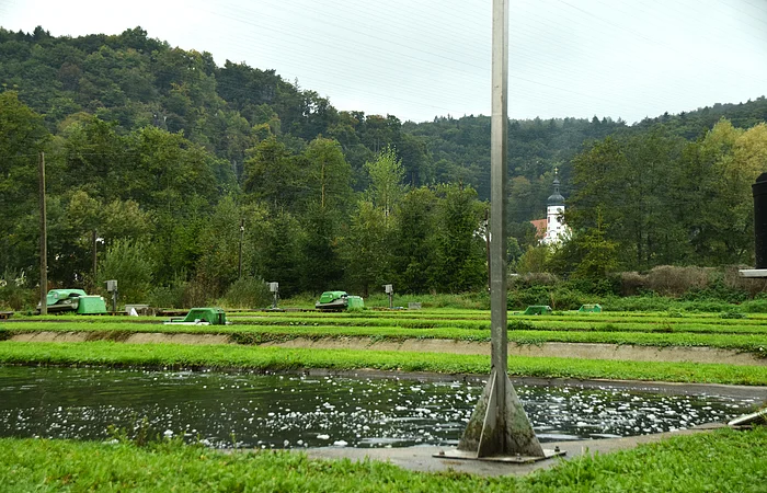 Teich mit Blasen, Wiesen und Wald im Hintergrund, dahinter Kirchturm mit Kuppel sichtbar.
