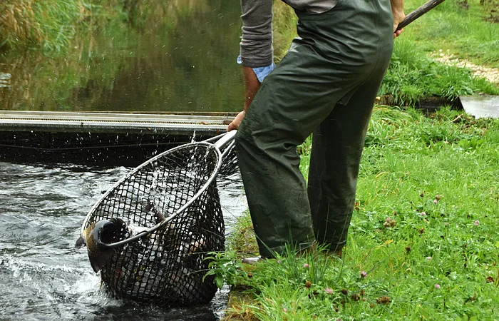 Person in Gummihose fischt mehrere Fische mit Netz aus einem Teich.