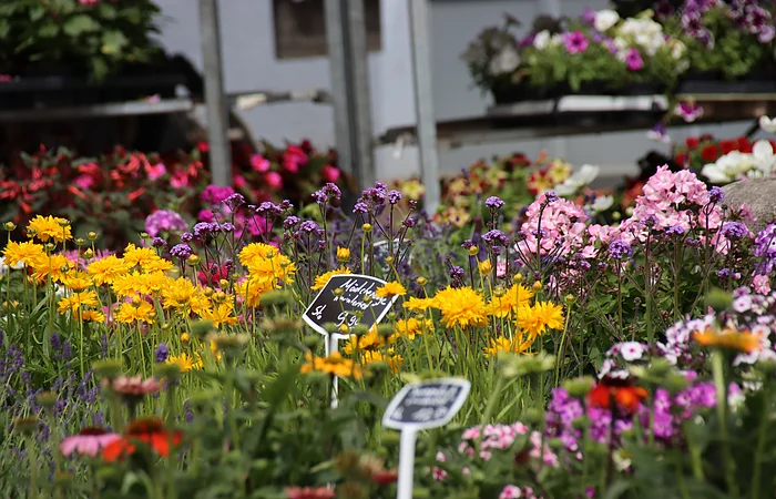 Rosenfest in Berching