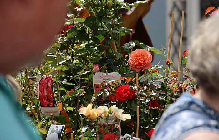 Rosenfest in Berching