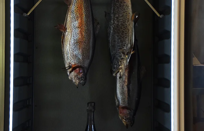 Drei Fische hängen in einem Trockenreifeschrank, darunter steht eine Flasche Champagner.