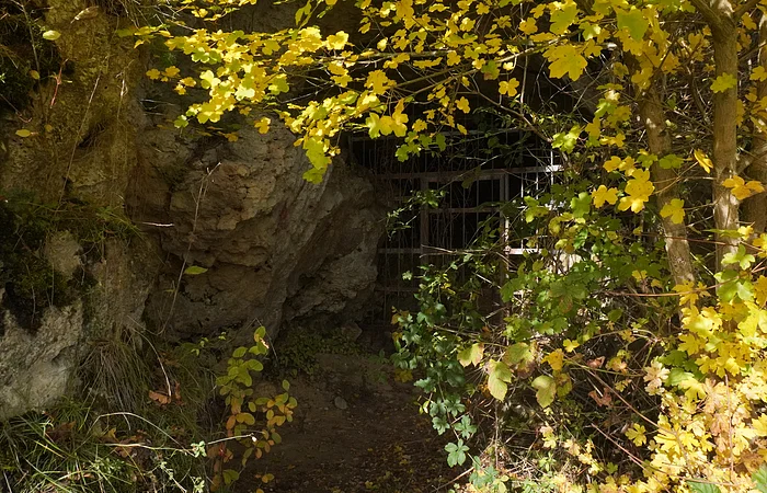 Eingang einer Höhle mit Gitter, umgeben von herbstlichen gelben Blättern und Felsen.