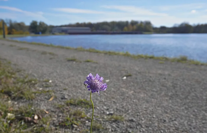 Einzelne lila Blume vor einem Kiesweg mit Wasser und Bäumen im Hintergrund bei klarem Himmel.