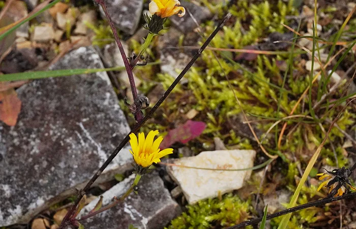 Gelbe Blüten an dünnen Stängeln zwischen Moos und Steinen auf dem Boden.