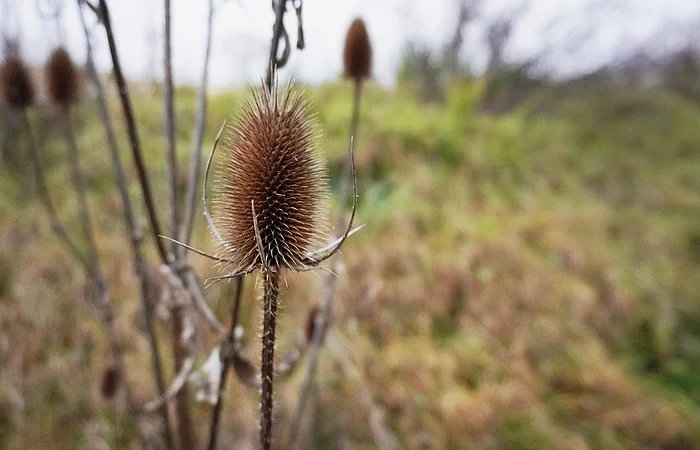 Nahaufnahme einer vertrockneten Karde mit unscharfem Hintergrund aus Wiese und weiteren Kardenstängeln.