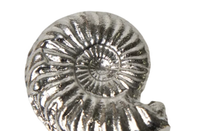 Silberfarbene, spiralförmige Muschel mit gerillter Oberfläche vor schwarzem Hintergrund