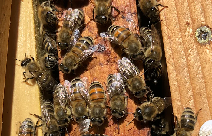 Honigbienen auf Holzrahmen, eine Biene mit blauem Markierungsplättchen auf dem Rücken.