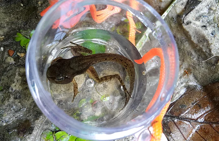 Braune Kaulquappe in einem durchsichtigen Plastikbecher mit etwas Wasser, umgeben von Erde und Blättern.