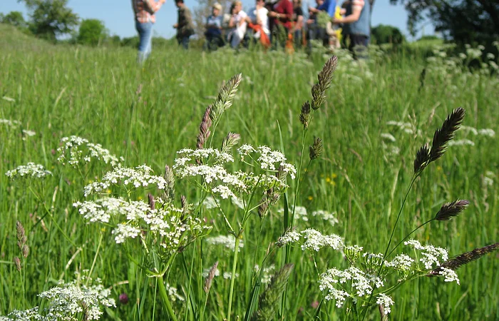 Eine Gruppe hört konzentriert den Ausführungen von Frau Beck während einer Kräuterwanderung zu.