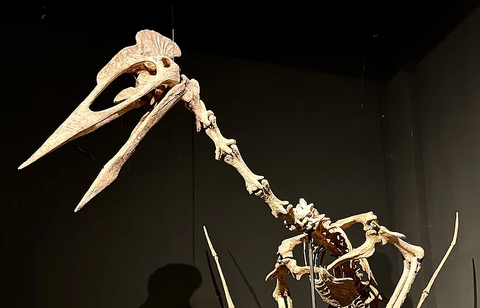 Skelett eines großen Flugsauriers mit langem Schnabel und Eiern auf schwarzem Podest vor dunklem Hintergrund.