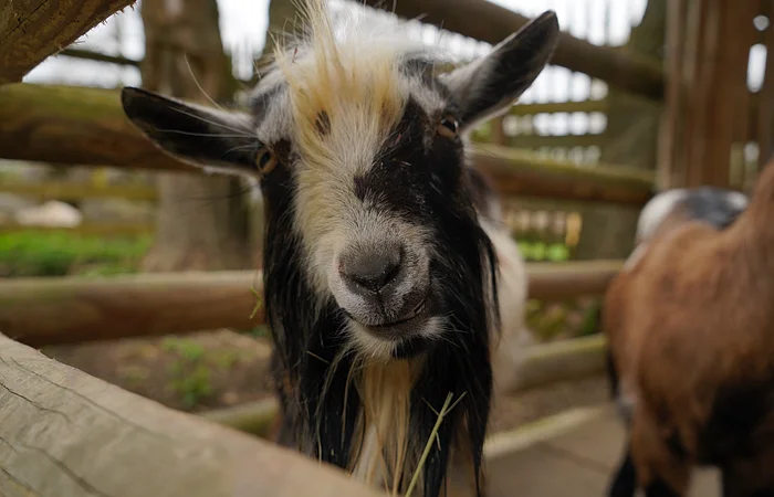 Nahaufnahme eines schwarz-weißen Ziegenkopfes mit hellen Haaren auf der Stirn hinter einem Holzzaun.