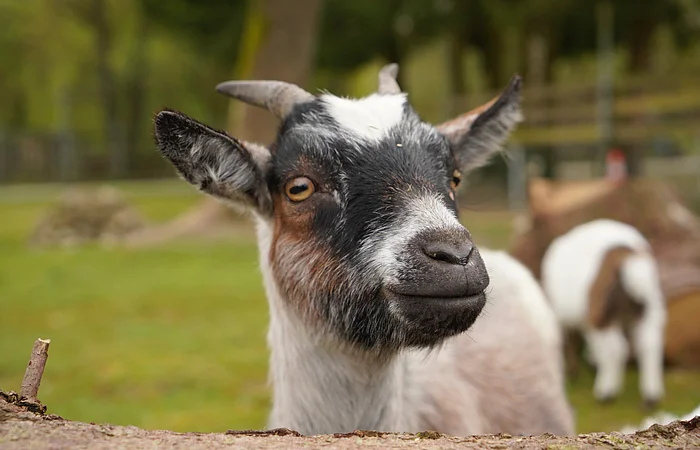 Nahaufnahme eines Ziegenkopfes mit schwarz-weiß-braunem Fell vor unscharfem Hintergrund mit weiterer Ziege.