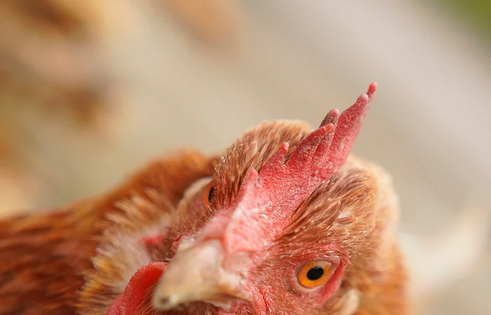 Nahaufnahme eines braunen Huhns mit rotem Kamm und orangenem Auge vor unscharfem Hintergrund