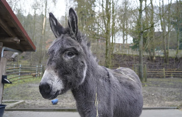 Nahaufnahme eines grauen Esels mit Stroh auf dem Fell vor einem Gehege mit Bäumen und Zaun im Hintergrund.