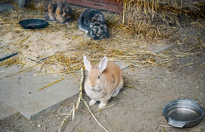 Drei Kaninchen auf Erde und Stroh, vorne ein hellbraunes Kaninchen, hinten zwei gefleckte Kaninchen.