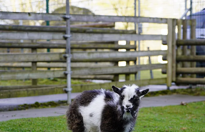Schwarz-weiß gefleckte Ziege steht auf einer grünen Wiese vor einem Holzzaun.
