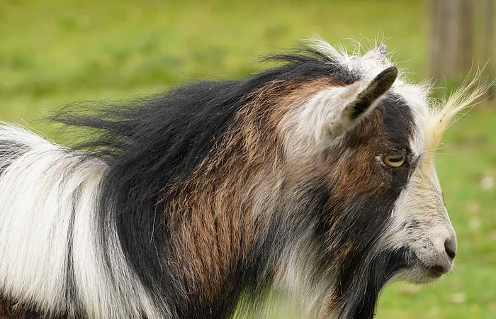 Seitenansicht einer mehrfarbigen Ziege mit langem Fell auf einer grünen Wiese.