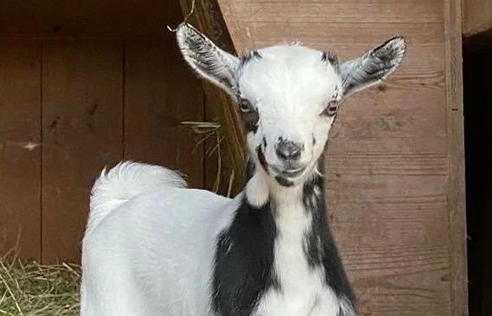 junges schwarz-weiß geflecktes Zicklein steht auf Stroh vor Holzwand in Stallumgebung