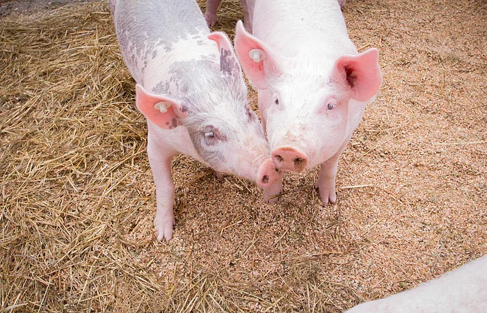 Zwei junge Schweine stehen auf Stroh und Holzspänen, eines ist weiß, das andere weiß mit grauen Flecken.
