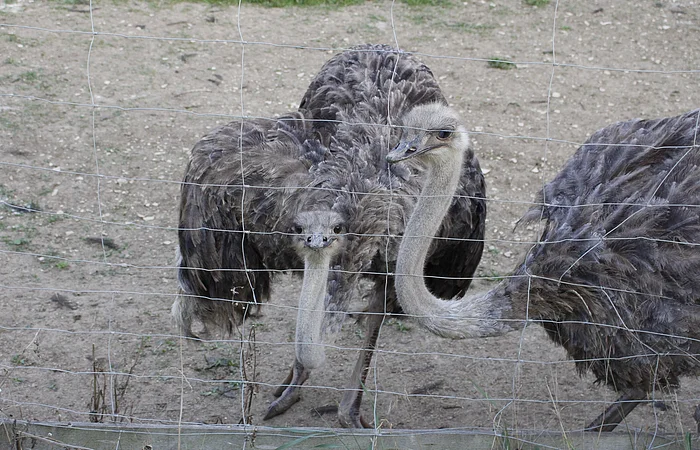 Zwei Strauße hinter einem Drahtzaun auf sandigem Boden mit etwas Gras im Hintergrund.