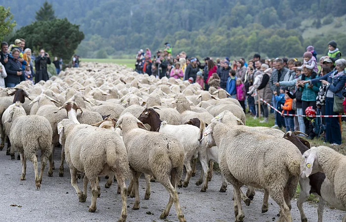 Schafe und Menschenmenge