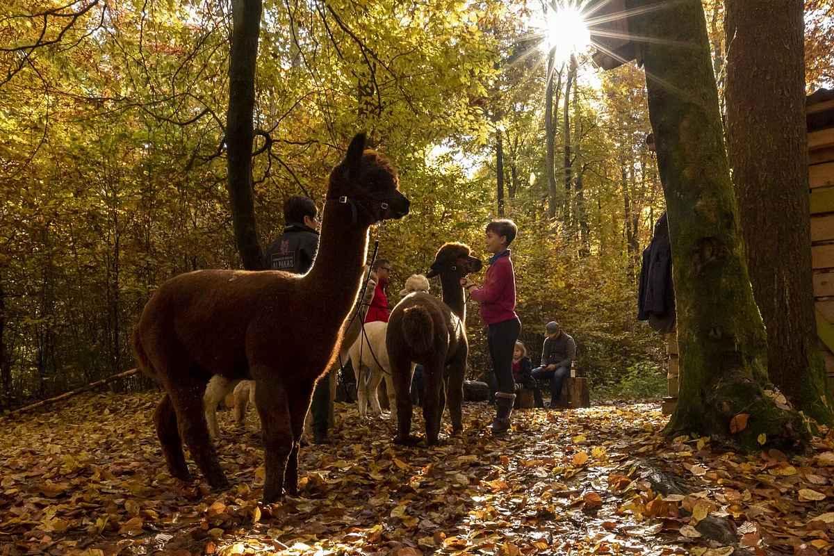 AMMERFELDER HIGHLAND TREKKING Eine Wandergruppe ist während einer geführten Tour mit braunen Alpakas auf einer herbstlichen Lichtung im Wald im Wald unterwegs. Durch das Herbstlaub strahlt die Sonne.
