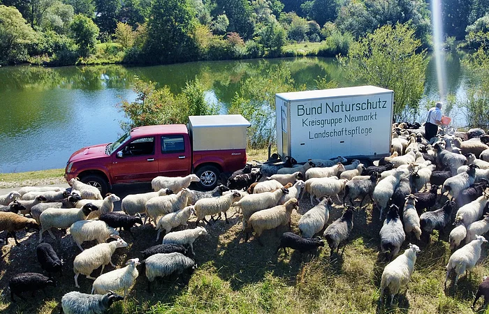 Schafherde neben rotem Pickup und Anhänger mit Aufschrift „Bund Naturschutz Kreisgruppe Neumarkt Landschaftspflege“ am Seeufer