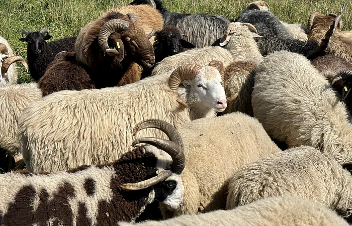 Viele Schafe verschiedener Farben und mit Hörnern stehen dicht beieinander auf einer Wiese.