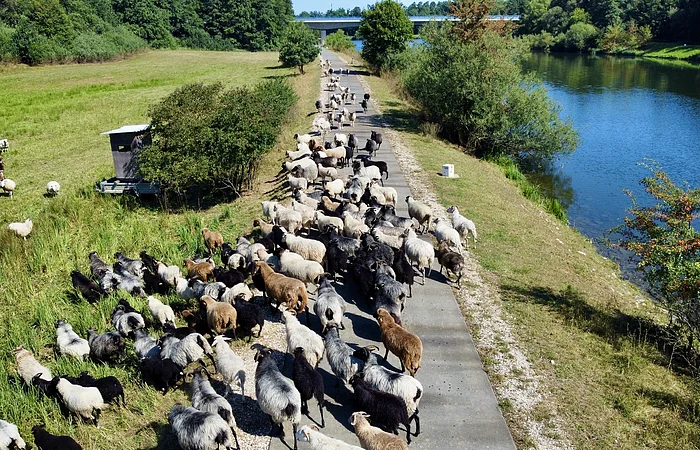 Schafe in verschiedenen Farben laufen auf einem Weg neben einem Fluss und einer grünen Wiese.