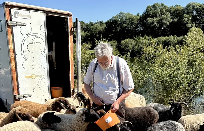 Mann füttert Schafe mit Eimer vor offenem Anhänger bei sonnigem Wetter und Bäumen im Hintergrund.