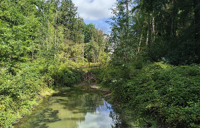 Wald mit dichtem Grün und einem kleinen, ruhigen Fluss unter blauem Himmel mit Wolken.