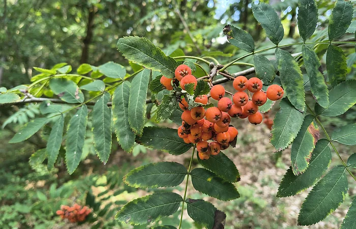 Zweig mit grünen Blättern und orangefarbenen Beeren vor unscharfem Waldhintergrund