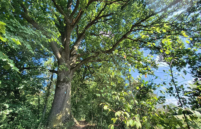 Waldweg unter großem Baum mit dichtem grünen Laub und blauem Himmel im Hintergrund.