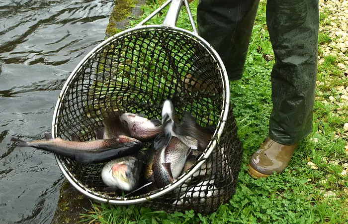 Person in Gummihose fischt mehrere Fische mit Netz aus einem Fluss am Ufer mit Gras und Kieselsteinen.