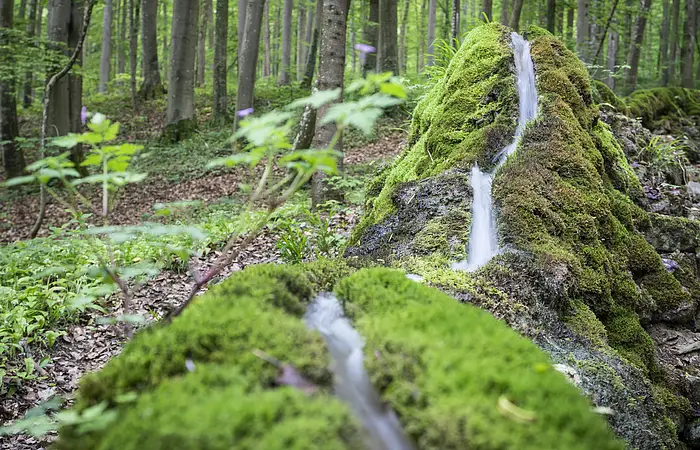 Die steinerne Rinne in deren Mitte das Wasser durchfließt. Links und rechts ist die Rinne mit Moos bewachsen. Im Hintergrund ist der Wald mit vielen Baumstämmen zu sehen.