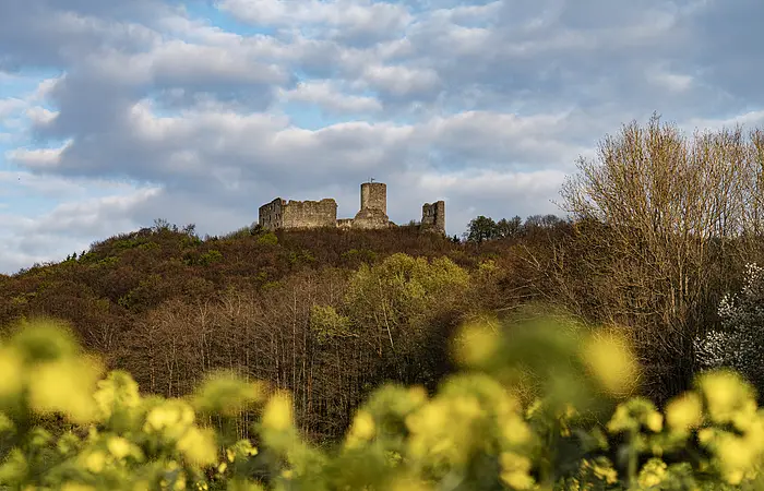 Rapsfeld, hinten Burgruine Wolfstein,  Neumarkt in der Oberpfalz, Bayern, Deutschland,