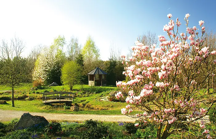 Park mit blühendem Magnolienbaum, kleiner Holzbrücke über Bach und Pavillon im Hintergrund bei Sonnenschein