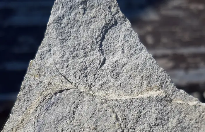 Ein grauer Stein mit einer spiralförmigen Fossilprägung darauf.