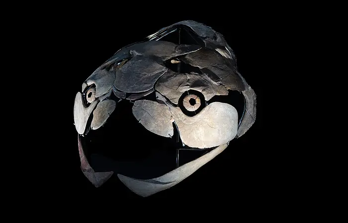 Fossiler Schädel eines Panzerfisches mit großen Kieferplatten vor schwarzem Hintergrund.