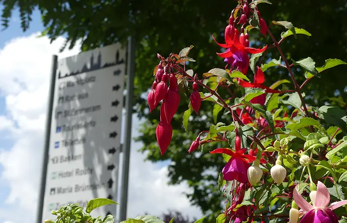 Die Fuchsien in wemding