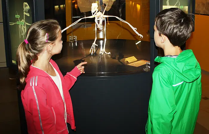 Zwei Kinder betrachten ein Skelett eines geflügelten Dinosauriers in einer Museumsvitrine.