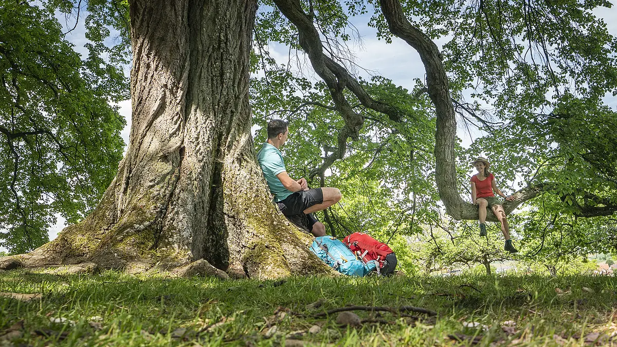 Mann sitzt am Baumstamm, Frau sitzt auf Ast, zwei Rucksäcke liegen auf Gras unter Baum.